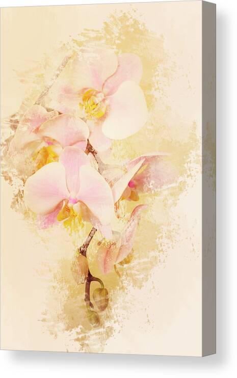 Phalaenopsis Canvas Print featuring the photograph Orchids by Angie Tirado