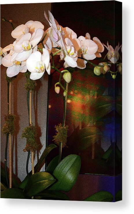 Orchids Canvas Print featuring the photograph Orchids - Passion by Harsh Malik