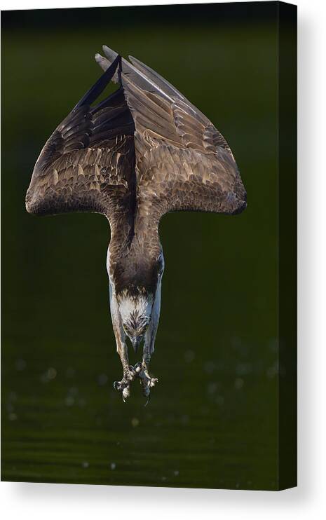 Osprey Canvas Print featuring the photograph Osprey In Action by Johnny Chen