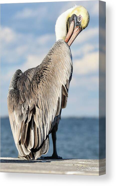 Pelican Canvas Print featuring the photograph Over the Shoulder Glance by Christopher Rice