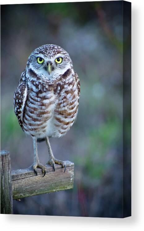 Cape Coral Canvas Print featuring the photograph Owl Standing On Wooden Post by Nancy Rose