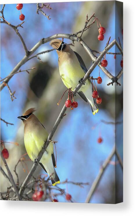 Cedar Waxwing Canvas Print featuring the photograph Pair of Cedar Waxwings by Brook Burling
