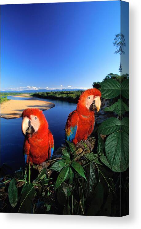 Expertise Canvas Print featuring the photograph Pair Of Scarlet Macaws Ara Macao Near by Art Wolfe
