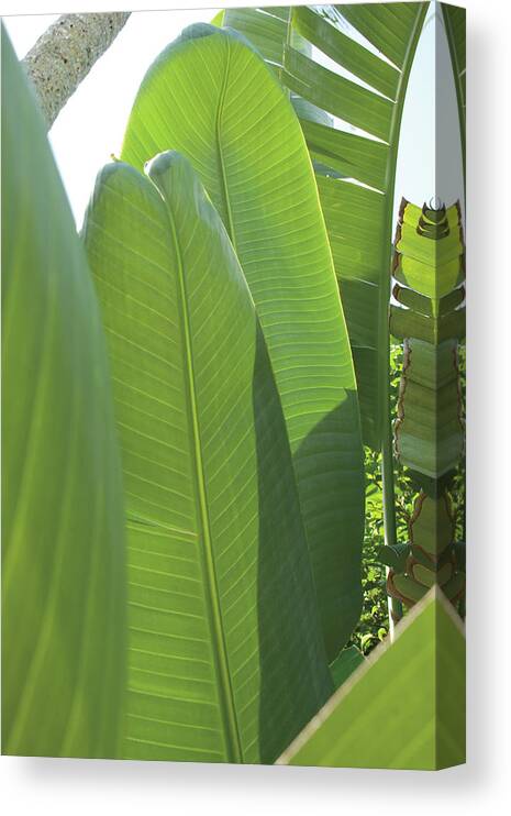 Fronds Canvas Print featuring the painting Palm Detail Iv by Wild Apple Portfolio