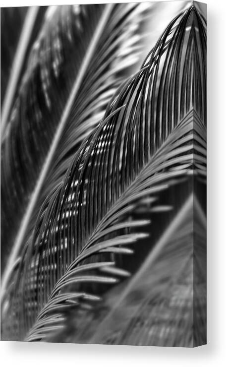 Flores Canvas Print featuring the photograph Palm by Silvia Marcoschamer