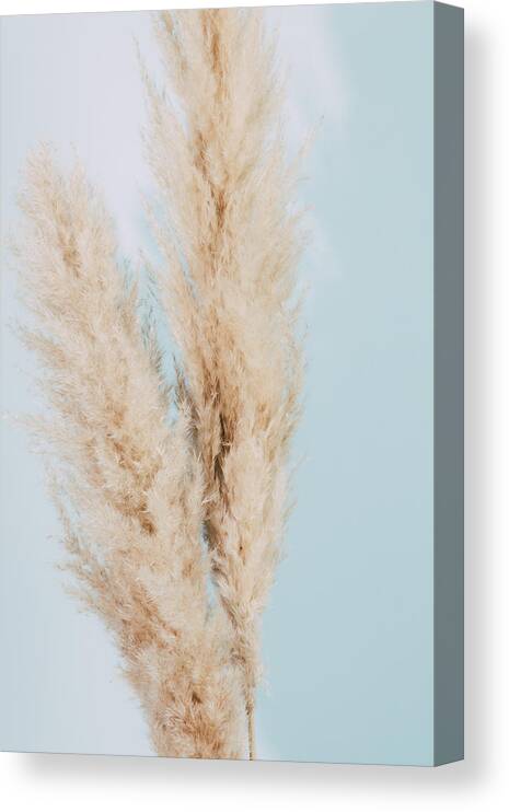 Pampas Canvas Print featuring the photograph Pampas Grass Blue 02 by 1x Studio Iii