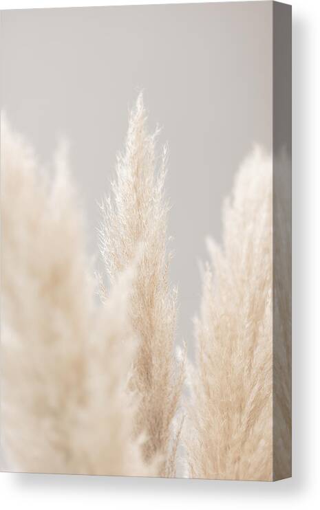 Pampas Canvas Print featuring the photograph Pampas Grass Grey 04 by 1x Studio Iii