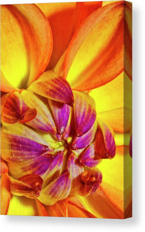Macro Photography Canvas Print featuring the photograph Peach Purple Flower by Meta Gatschenberger