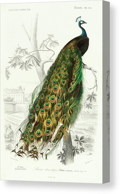 Peafowl Canvas Print