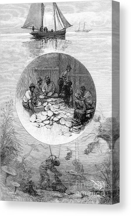 Underwater Canvas Print featuring the drawing Pearl Fishery, Torres Strait by Print Collector