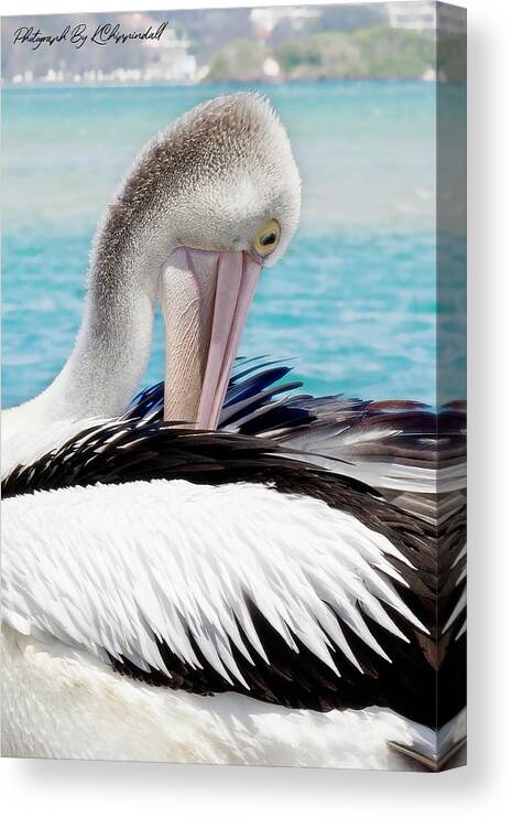 Pelicans Canvas Print featuring the digital art Pelican beauty 99920 by Kevin Chippindall