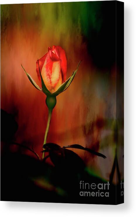 Rose Canvas Print featuring the photograph Phoenix Rising by Joan Bertucci