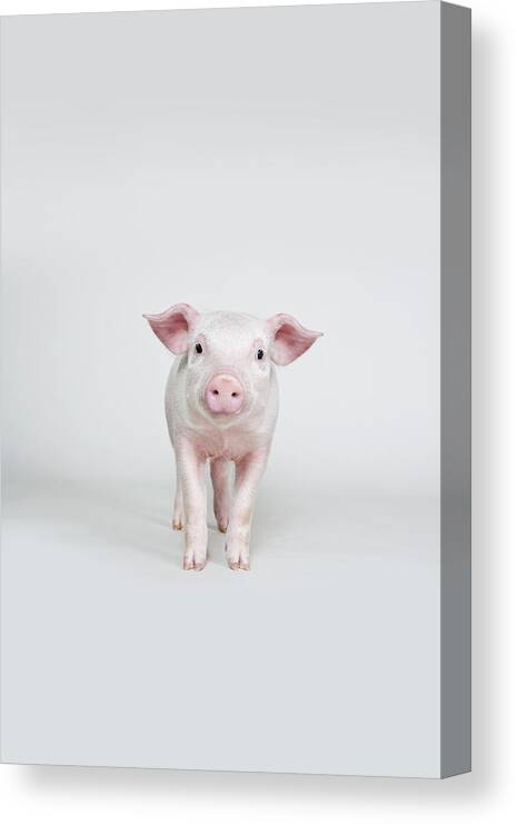 Pig Canvas Print featuring the photograph Piglet, Studio Shot by Hudzilla