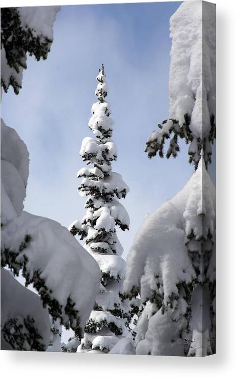 Snow Canvas Print featuring the photograph Pine Framed in Powder by Brett Pelletier