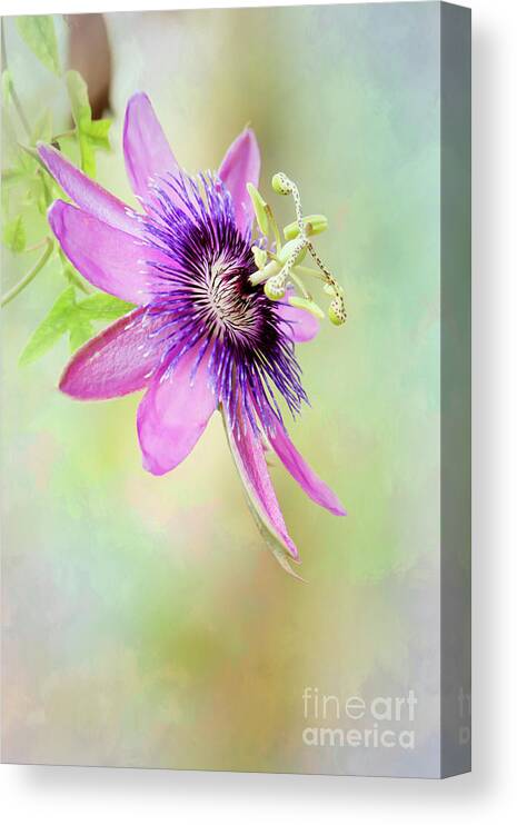 Spring Canvas Print featuring the photograph Pink and Purple Passion by Sabrina L Ryan