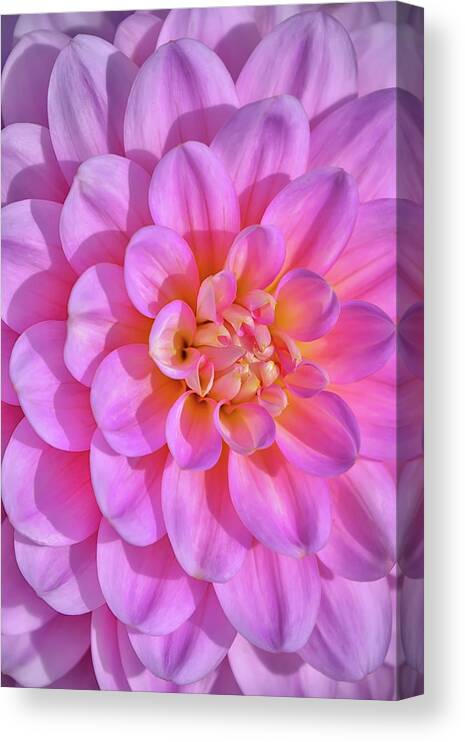 Pink Dahlia Flower Canvas Print featuring the photograph Pink Dahlia Flower by Cora Niele