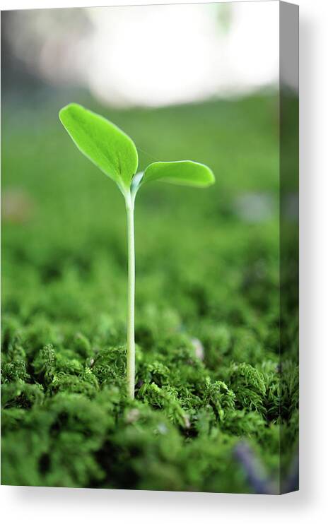 Outdoors Canvas Print featuring the photograph Plant by Lyo