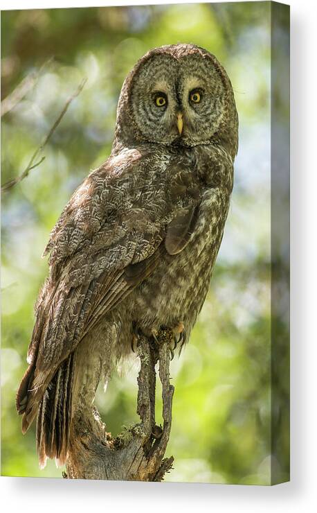 Animal Canvas Print featuring the photograph Portrait Of Adult Great Gray Owl (strix by Emily Mount Photography