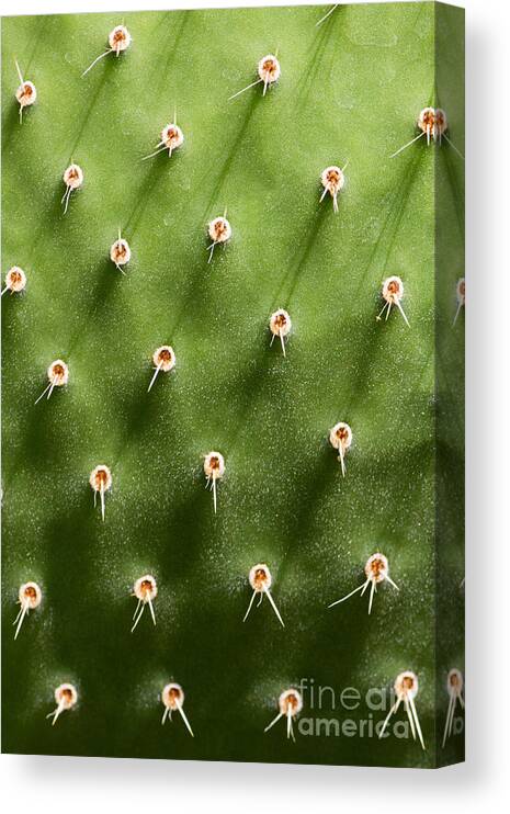 Opuntia Canvas Print featuring the photograph Prickly Pear Cactus Close by Sumikophoto