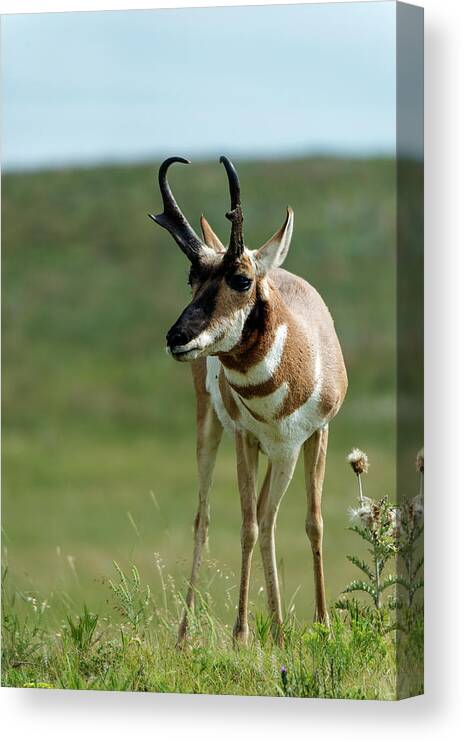 Horned Canvas Print featuring the photograph Pronghorn Antelope On Prairie by Mark Newman