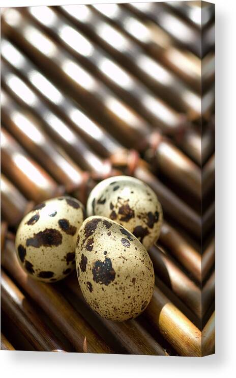 Bamboo Canvas Print featuring the photograph Quail Eggs by Nick Young
