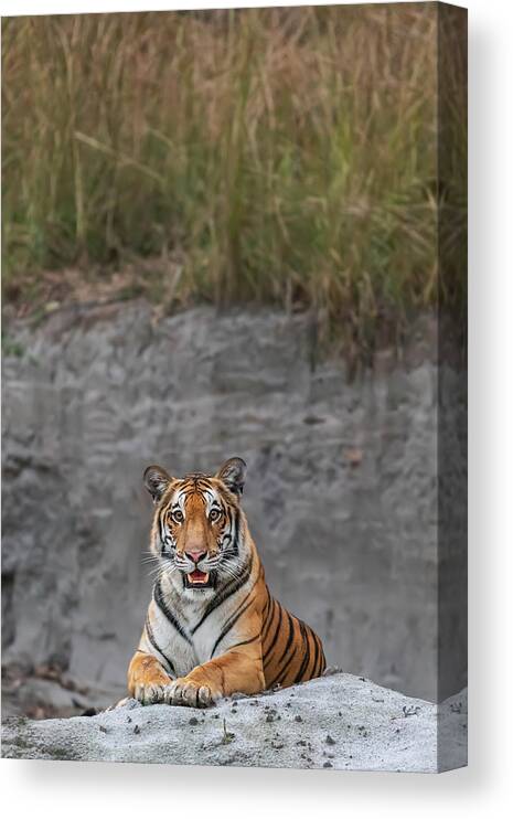 Nature Canvas Print featuring the photograph Queen On Her Throne by Yogesh Bhatia
