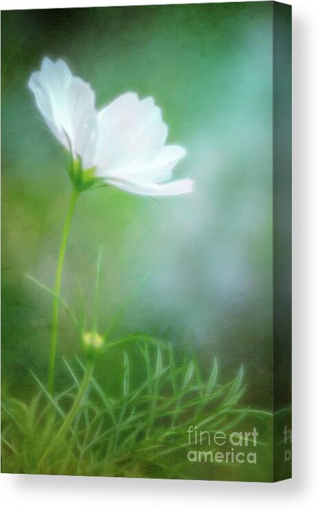 Cosmos Canvas Print featuring the photograph Radiant White Cosmos in the Evening Light by Anita Pollak