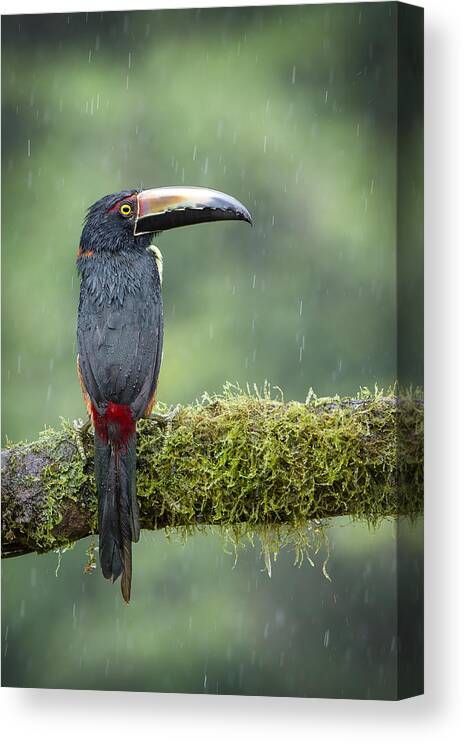 Aracari Canvas Print featuring the photograph Rain Drops .... by Renee Doyle