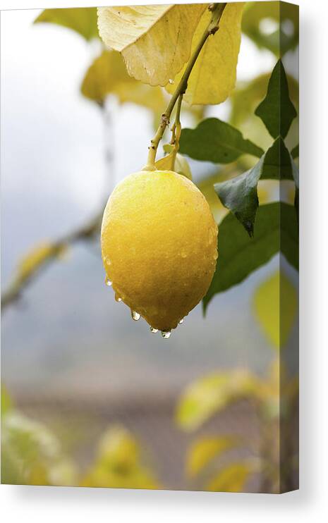 Hanging Canvas Print featuring the photograph Raindrops Dripping From Lemons by Guido Mieth