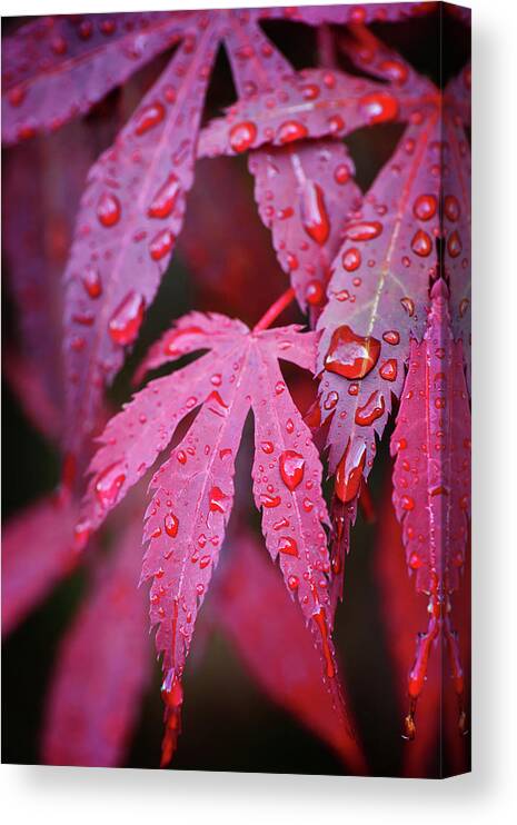 Outdoors Canvas Print featuring the photograph Red Leaves by Philippe Sainte-laudy Photography