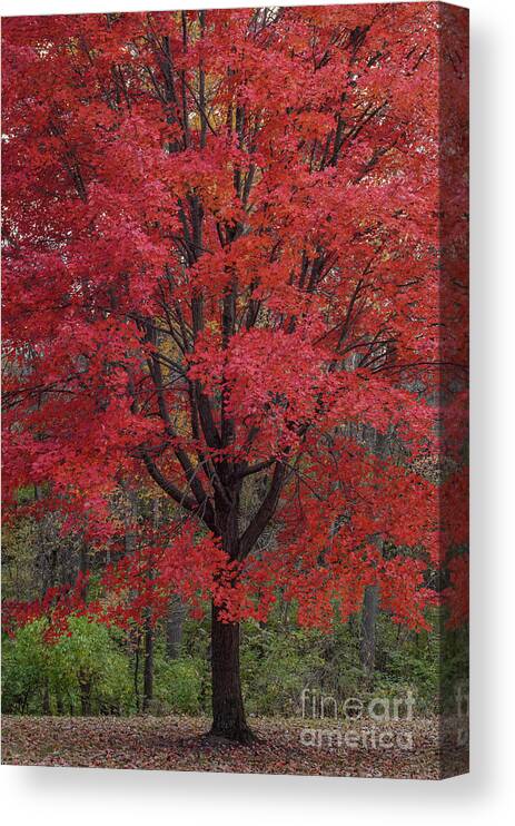 Red Maple Tree Canvas Print featuring the photograph Red Maple Splendor by Tamara Becker
