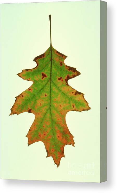 Autumn Colour Canvas Print featuring the photograph Red Oak Leaf Changing Autumn Colours by George Bernard/science Photo Library