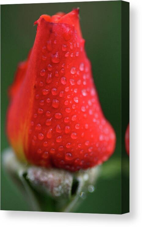 Bud Canvas Print featuring the photograph Red Rose by Abc