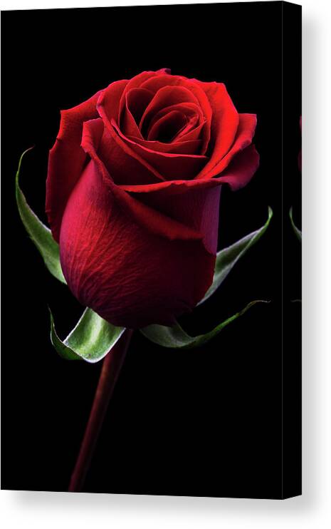 Black Background Canvas Print featuring the photograph Red Rose by Iwan Tirtha