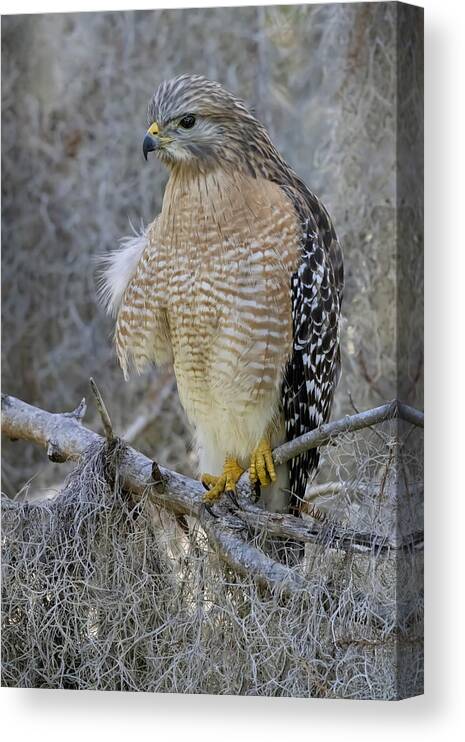 Bird Canvas Print featuring the photograph Red Shoulder Hawk by Linda D Lester