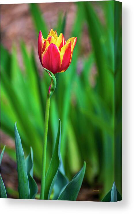 Flowers Canvas Print featuring the photograph Red Tulip Flower by Christina Rollo