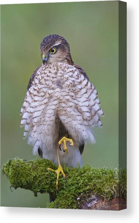 Hawk Canvas Print featuring the photograph Relaxed by Ray Cooper