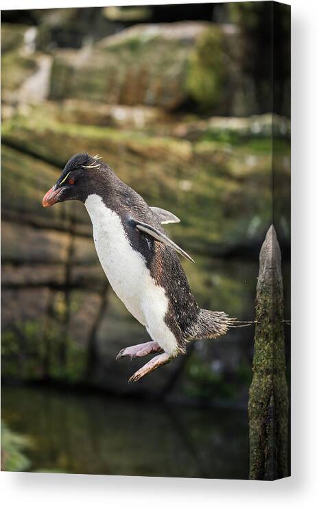 Animal Canvas Print featuring the photograph Rockhopper Penguin Jumping by Tui De Roy