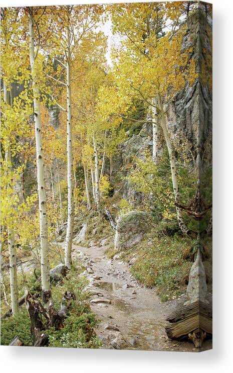 Rocky Mountain National Park Canvas Print featuring the photograph Rocky Mountain Trail by Catherine Avilez