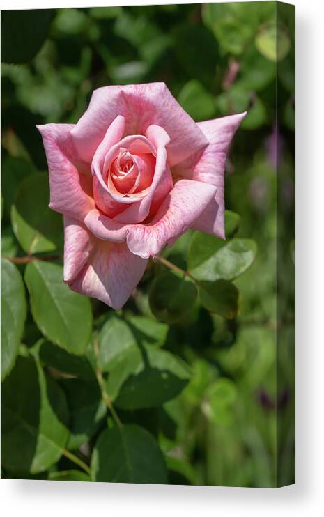 Rose Canvas Print featuring the photograph Rosa Freckles by Dawn Cavalieri