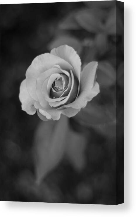 Roses Canvas Print featuring the photograph Rose in Grey #2 by Stephanie Hollingsworth