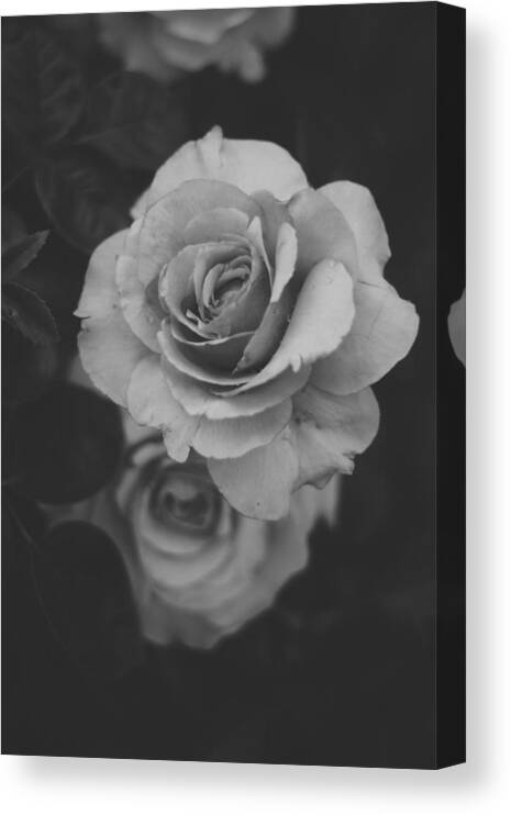 Black And White Photography Canvas Print featuring the photograph Rose in Grey by Stephanie Hollingsworth