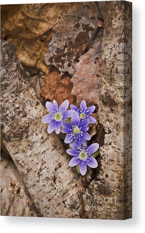 April Canvas Print featuring the photograph Round Lobed Hepatica and Birch log botanical wall art FL8852 by Mark Graf