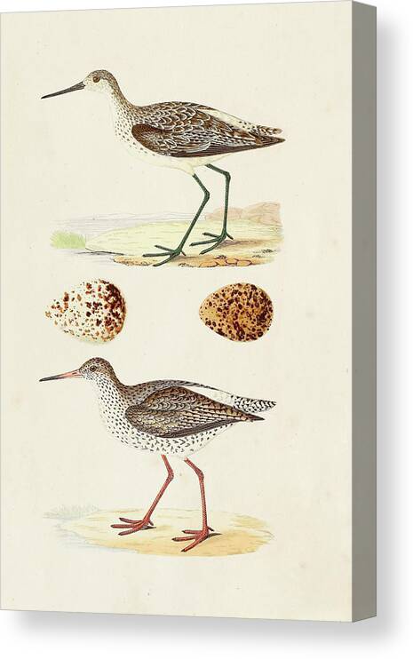 Coastal Canvas Print featuring the painting Sandpipers & Eggs II by Morris