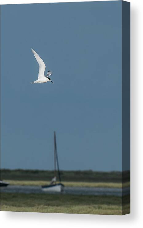 ©wendy Cooper Canvas Print featuring the photograph Sandwich Tern by Wendy Cooper