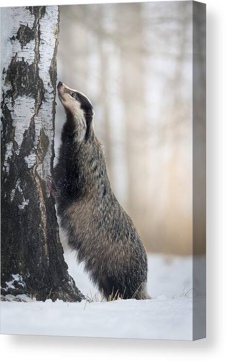 Badger
Animal
Mammal
Nature
Winter
Snow Canvas Print featuring the photograph Searching For Food by Michaela Fireov