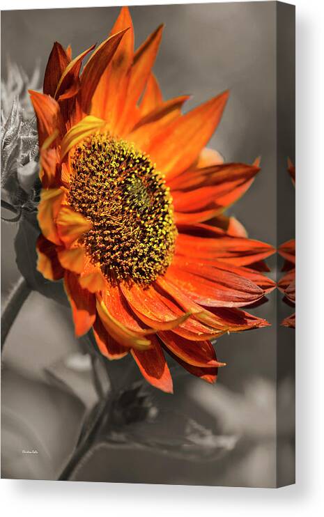 Sunflower Canvas Print featuring the photograph Selective Color Sunflower by Christina Rollo