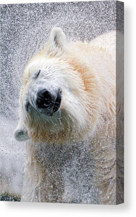 Animal Themes Canvas Print featuring the photograph Shaking Polar Bear by Picture By Tambako The Jaguar