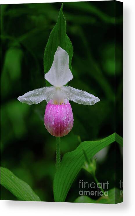 Blossom Canvas Print featuring the photograph Showy Lady Slipper by Bill Frische