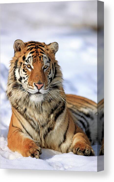 Three Quarter Length Canvas Print featuring the photograph Siberian Tiger Panthera Tigris Altaica by Tier Und Naturfotografie J Und C Sohns